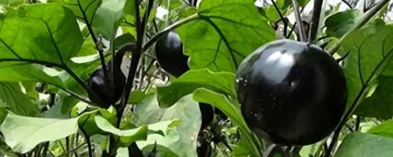 圆茄如何正确疏叶，将茄果下部的老叶进行疏除