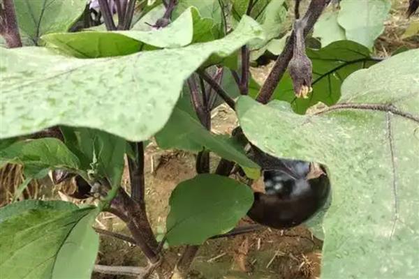 圆茄如何正确疏叶，将茄果下部的老叶进行疏除