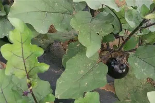 圆茄如何正确疏叶，将茄果下部的老叶进行疏除