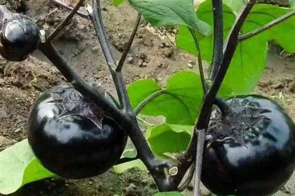 圆茄如何正确疏叶，将茄果下部的老叶进行疏除