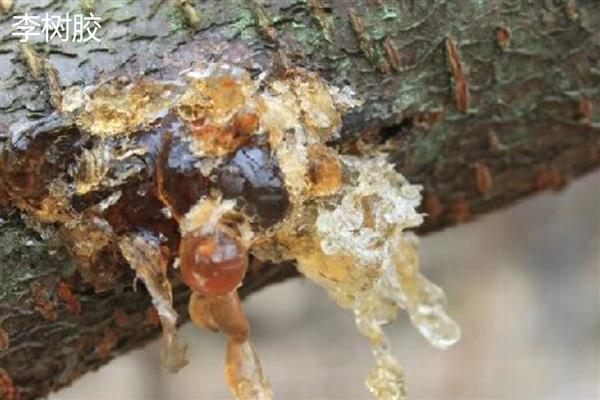 李树胶和桃树胶的区别,最大的区别在于桃树胶可以食用