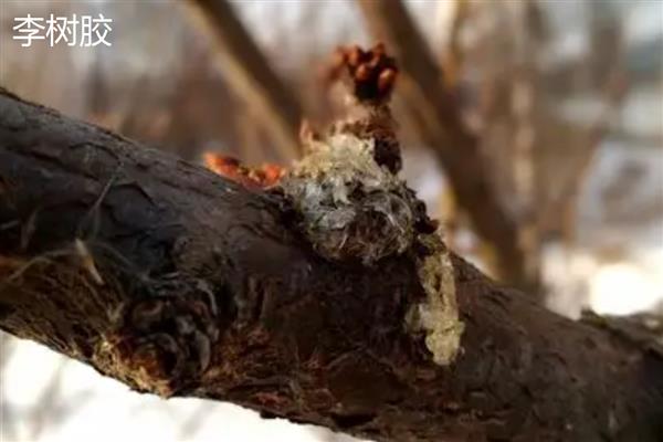 李树胶和桃树胶的区别,最大的区别在于桃树胶可以食用