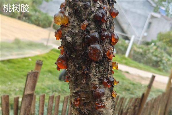 李树胶和桃树胶的区别,最大的区别在于桃树胶可以食用