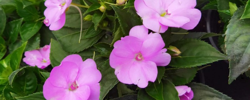 凤仙花的生长习性，其耐寒性较差