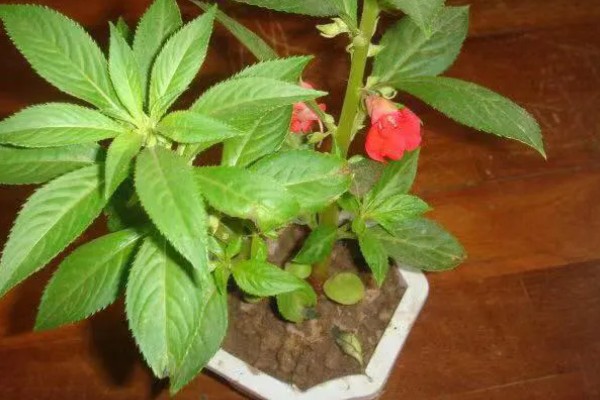 凤仙花的生长习性,其耐寒性较差