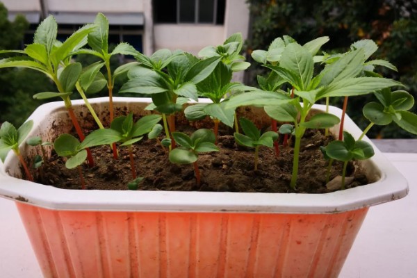 凤仙花的生长习性,其耐寒性较差