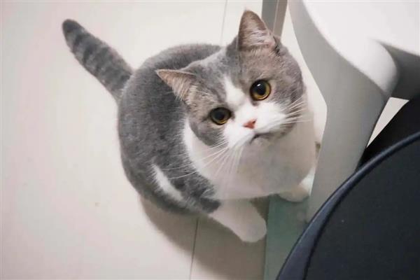 猫咪吃生鸡蛋的危害，会导致肠胃受到刺激