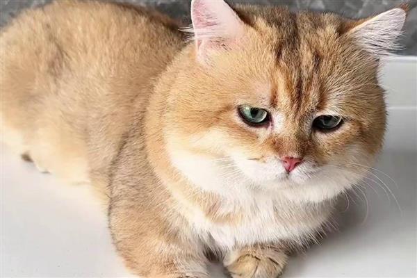 猫咪吃生鸡蛋的危害，会导致肠胃受到刺激