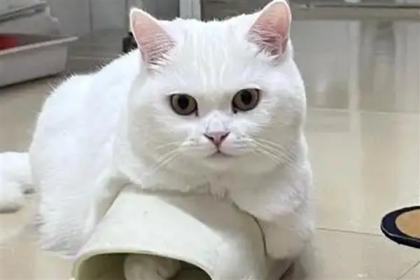 猫咪吃生鸡蛋的危害，会导致肠胃受到刺激