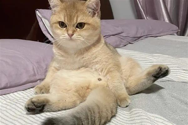 猫咪吃生鸡蛋的危害，会导致肠胃受到刺激