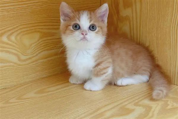 猫咪吃生鸡蛋的危害，会导致肠胃受到刺激
