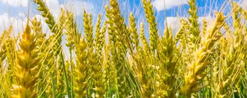 古代小麦有哪些别称，在唐朝被称为麦