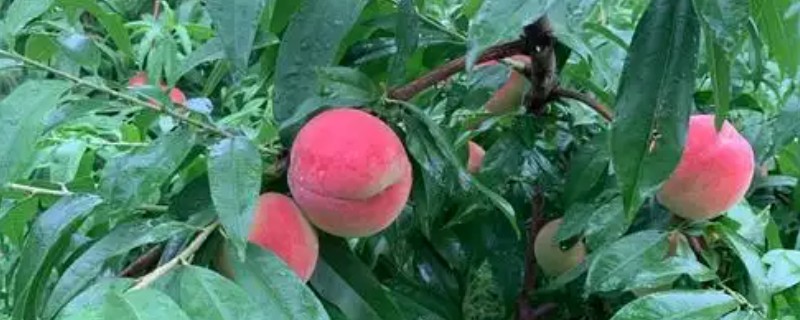 奉化水蜜桃的生长环境介绍，该地区温暖湿润且雨量充沛