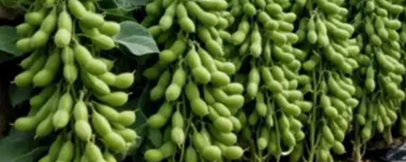 九月寒大青豆在几月种,5月下旬至7月上旬