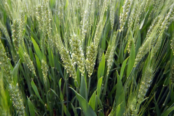 古代小麦有哪些别称，在唐朝被称为麦