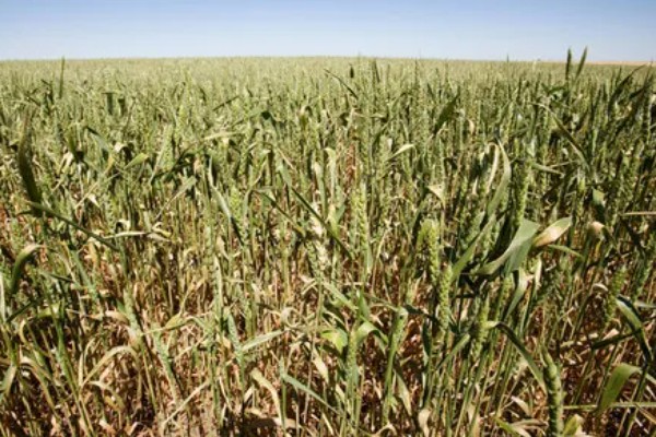 古代小麦有哪些别称，在唐朝被称为麦