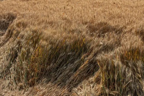 古代小麦有哪些别称，在唐朝被称为麦