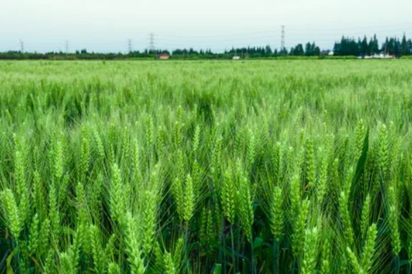 古代小麦有哪些别称，在唐朝被称为麦