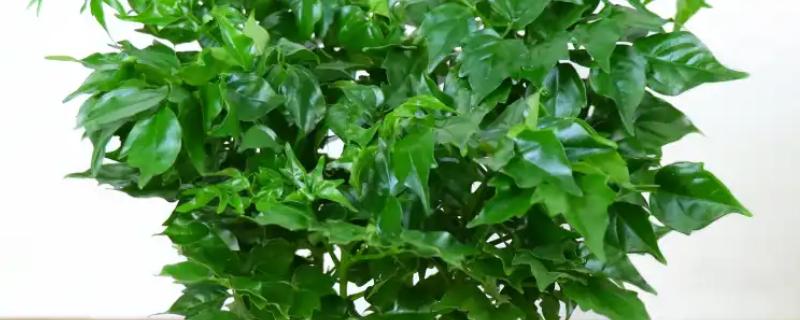 幸福树放客厅的讲究，不可置于墙角阴暗的位置