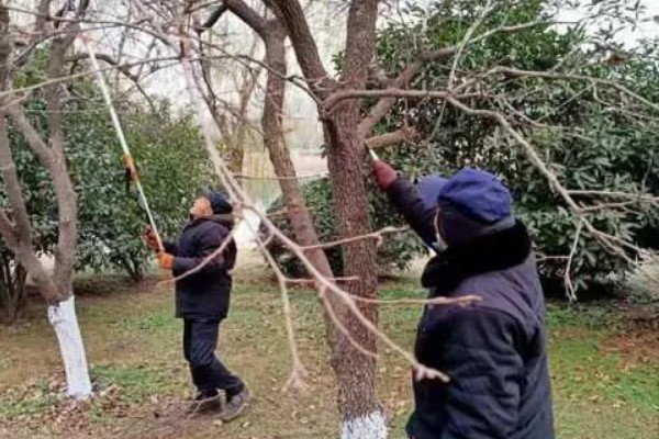 树木的修剪方法，在生长初期就可以进行