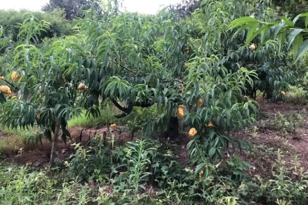 奉化水蜜桃的生长环境介绍，该地区温暖湿润且雨量充沛
