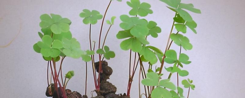 怎么种三叶草,适宜的温度在15-25℃