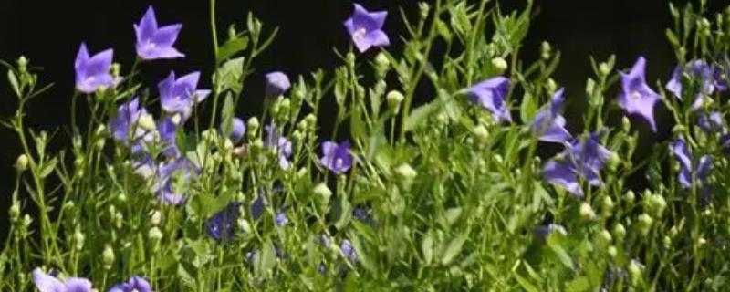 桔梗花的花语，不同颜色的花语不同