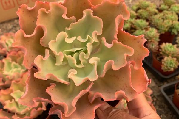 高砂之翁侧芽剥离的方式，剥离侧芽的时候一定要轻