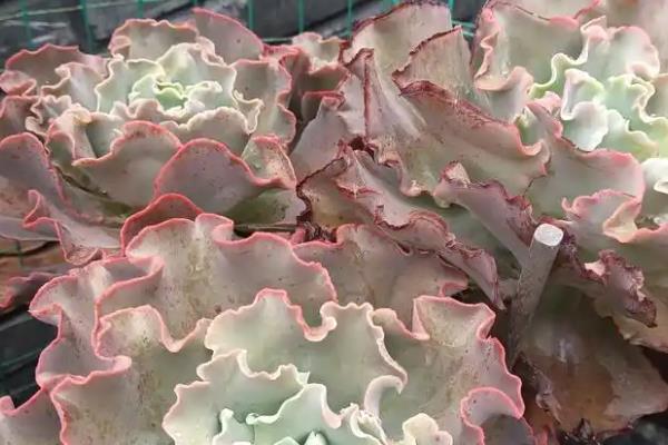 高砂之翁侧芽剥离的方式，剥离侧芽的时候一定要轻