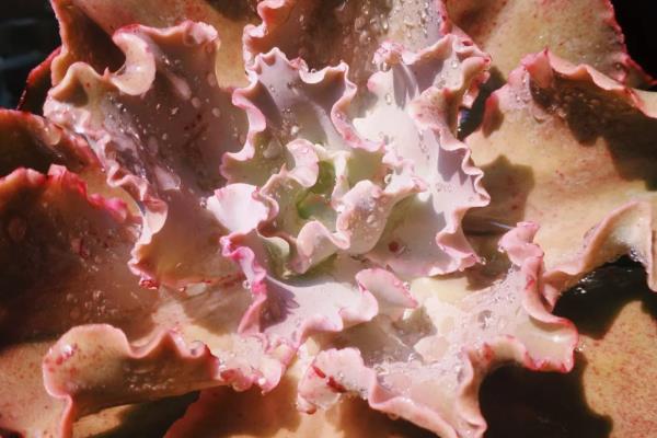 高砂之翁侧芽剥离的方式，剥离侧芽的时候一定要轻