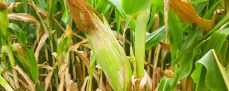 夏玉米品种排名，推荐中科11、青农11等