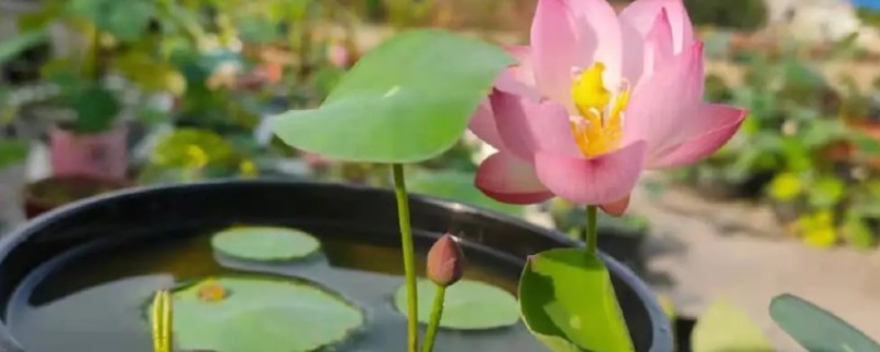 四季碗莲的种植方法,选择陶瓷盆或者泥瓦盆种植