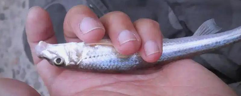 船丁鱼的垂钓技巧，选择合适的钓竿