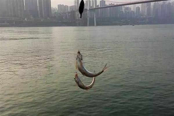 船丁鱼的垂钓技巧，选择合适的钓竿
