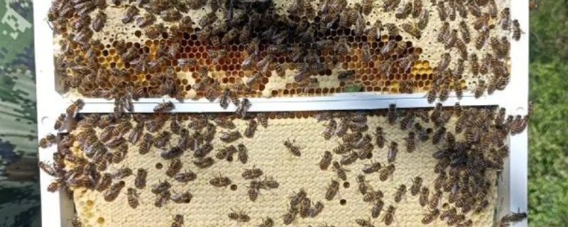 怎么找蜂王最简单，先在新的卵脾上寻找蜂王