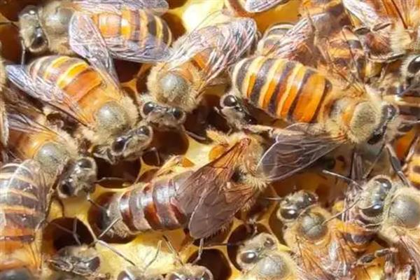 怎么找蜂王最简单，先在新的卵脾上寻找蜂王