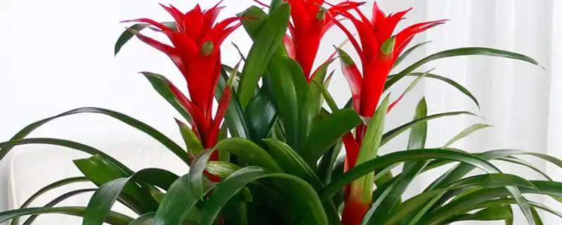 鸿运当头的养殖方法，选择微酸性的土壤来养