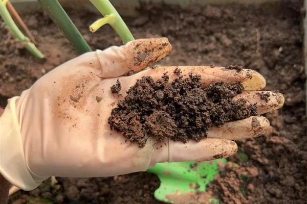 鸿运当头的养殖方法，选择微酸性的土壤来养