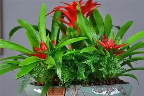 鸿运当头的养殖方法，选择微酸性的土壤来养