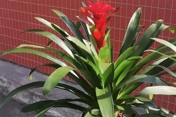 鸿运当头的养殖方法，选择微酸性的土壤来养