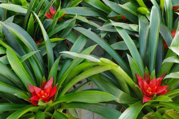 鸿运当头的养殖方法，选择微酸性的土壤来养