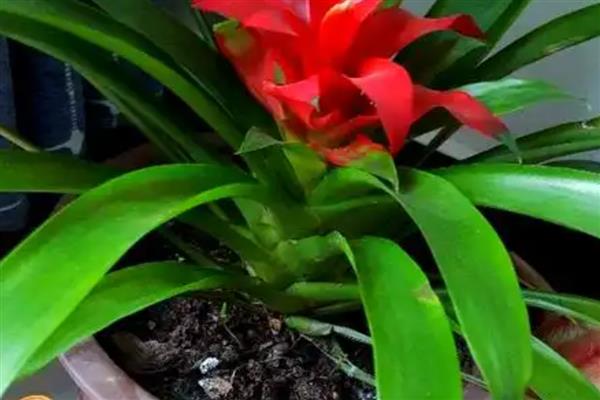 鸿运当头的养殖方法，选择微酸性的土壤来养