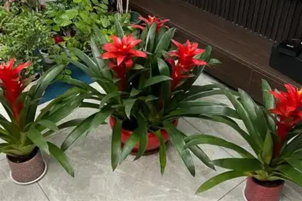 鸿运当头的养殖方法，选择微酸性的土壤来养