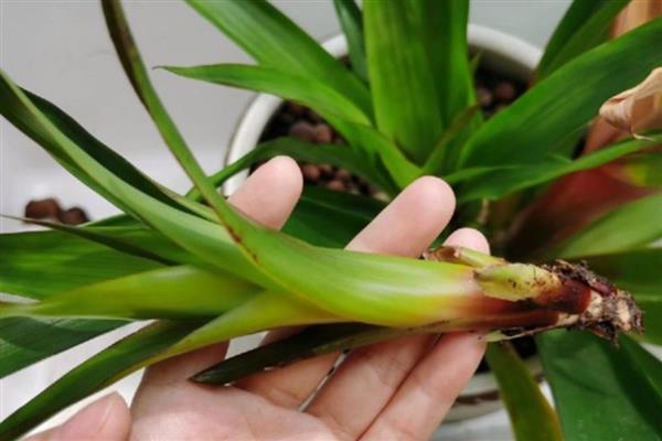 鸿运当头的养殖方法，选择微酸性的土壤来养