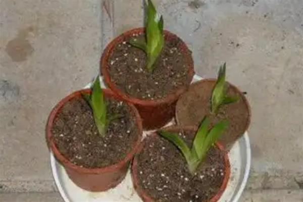 鸿运当头的养殖方法，选择微酸性的土壤来养