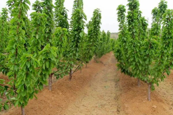怎么配制樱桃的授粉树，授粉品种要占总株数的20-30%