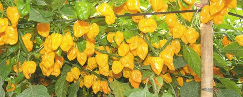 黄帝椒的市场价格，价格在10元一斤左右