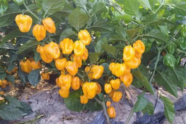 黄帝椒的市场价格,价格在10元一斤左右