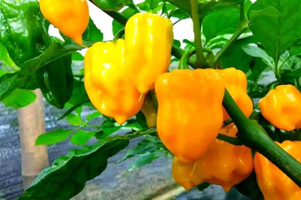 黄帝椒的市场价格,价格在10元一斤左右