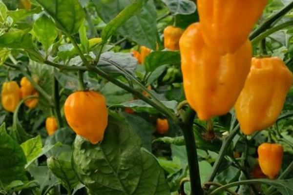 黄帝椒的市场价格,价格在10元一斤左右